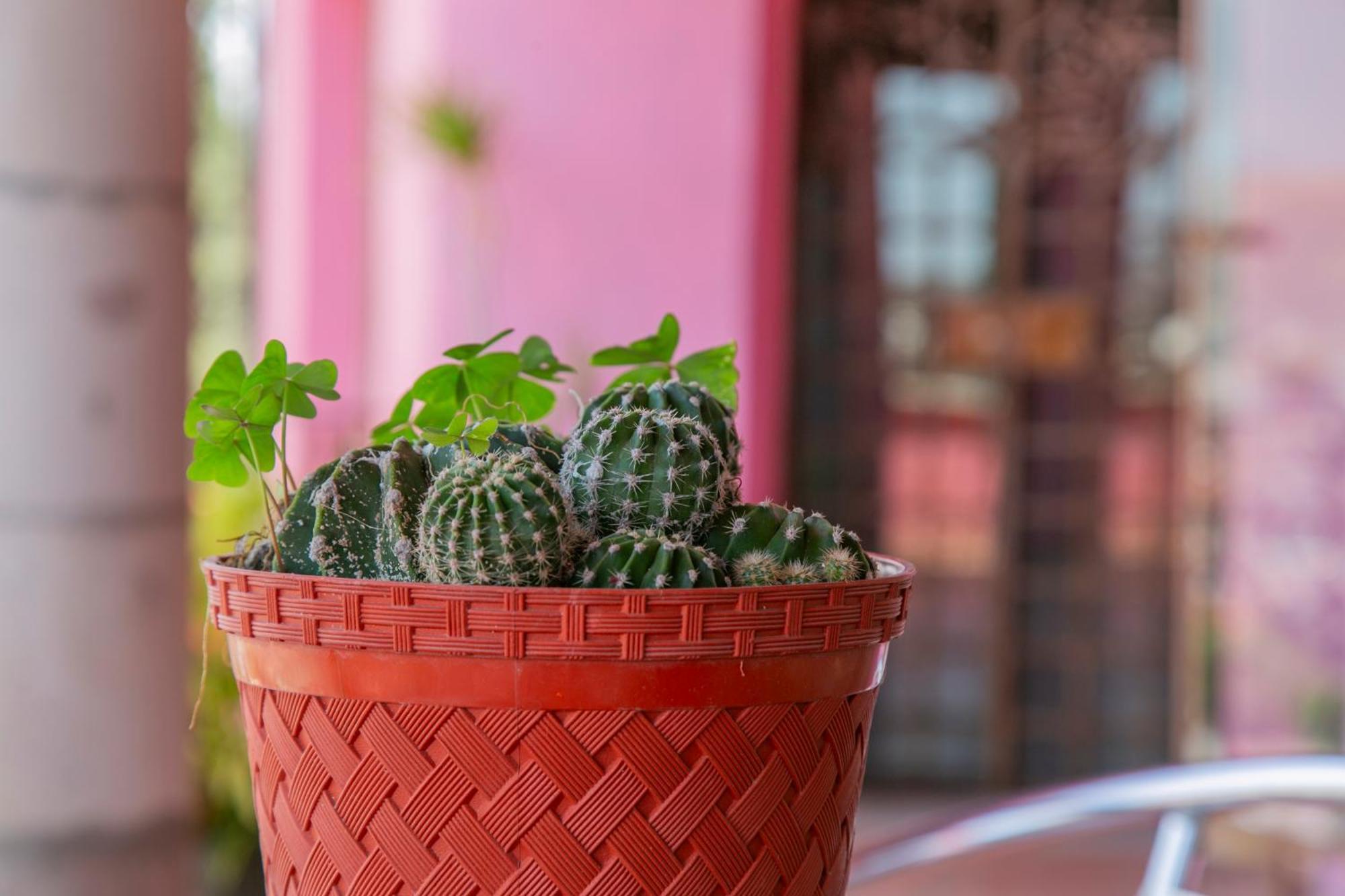 Hotel Chocolate Suites Guanajuato Ngoại thất bức ảnh